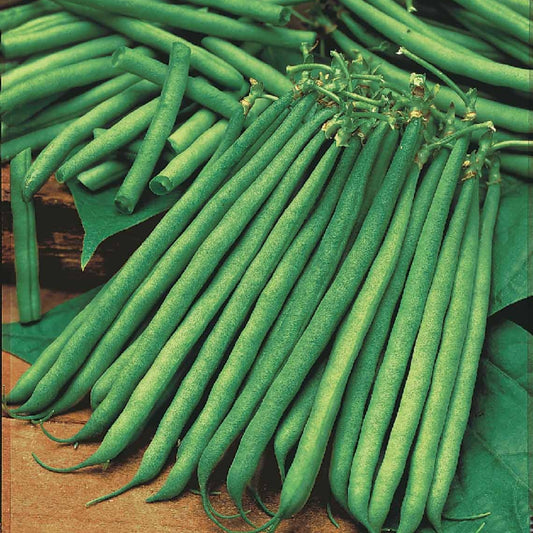 Buschbohne Niki - Bakker