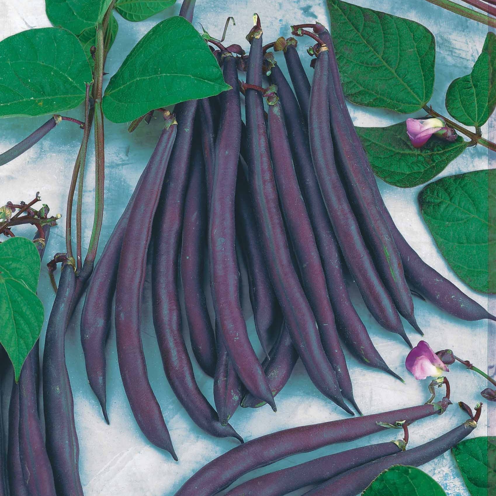 Buschbohne Purple Queen - Phaseolus vulgaris purple queen - Gemüsegarten