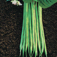 Bohne Aiguillon - Phaseolus vulgaris nain fin aiguillon (obt. gautier) 200 g - Gemüsegarten
