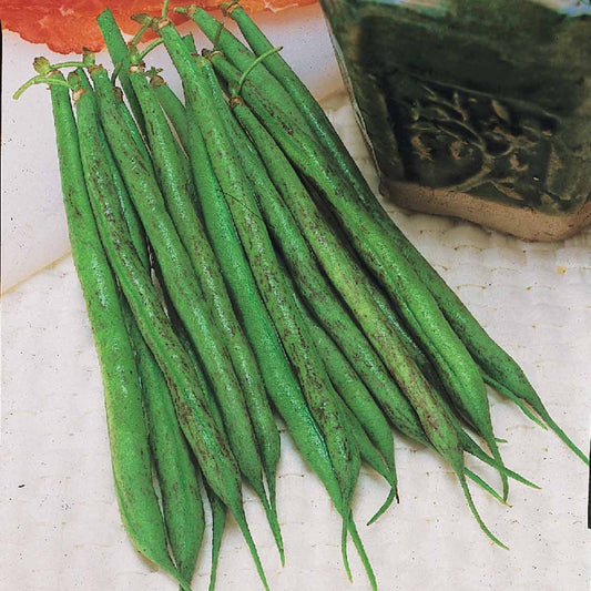 Buschbohne Triomphe de Farcy - Bakker