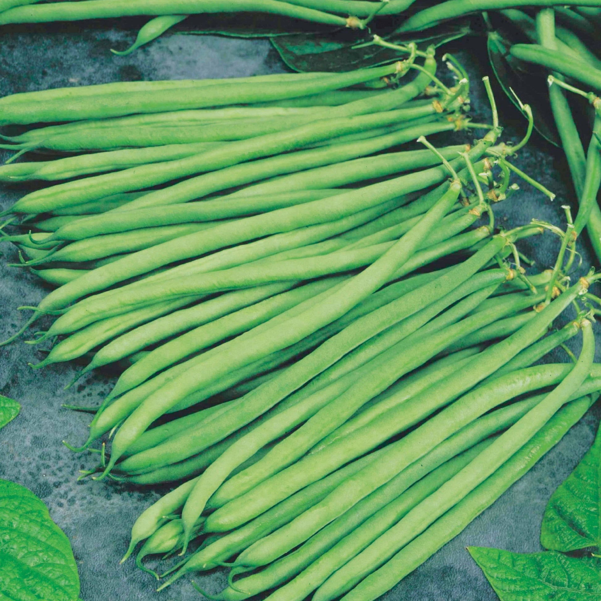 Grüne Bohne Altona - Phaseolus vulgaris altona - Gemüsegarten