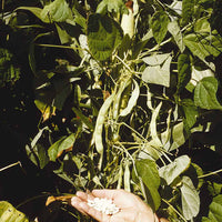 Mais-Stangenbohnen Tarbais - Phaseolus vulgaris haricot maïs type tarbais - Gemüsegarten
