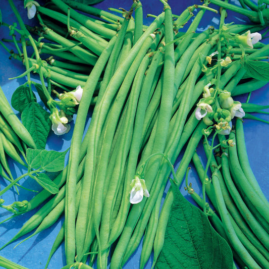Grüne Bohne Novirex - Phaseolus vulgaris novirex - Saatgut