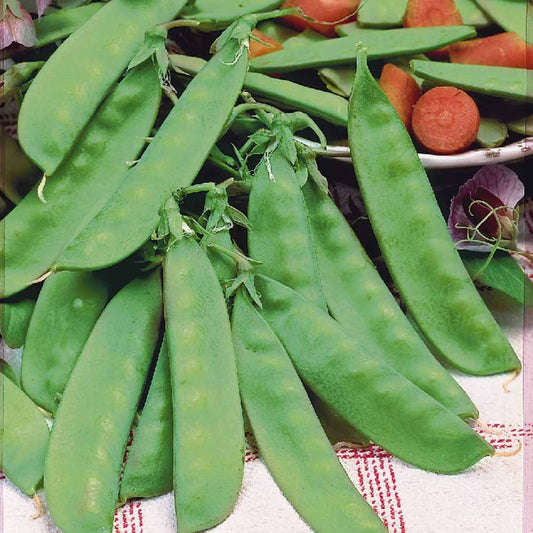 Zuckererbse Widderhorn - Pisum sativum corne de bélier - Gemüsegarten