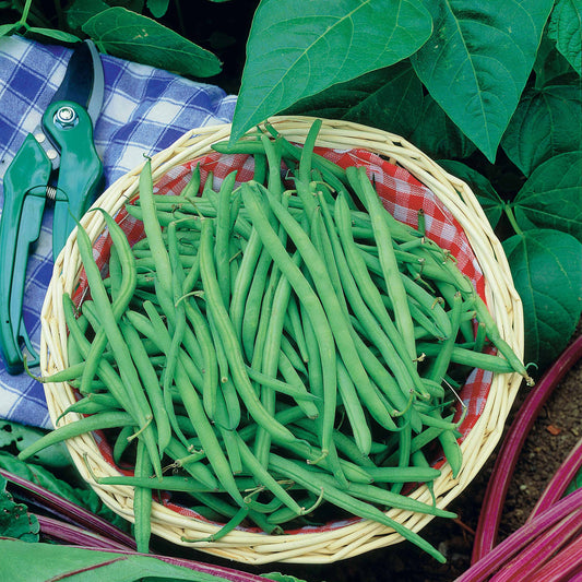 Grüne Bohne Argus - Phaseolus vulgaris argus - Gemüsegarten
