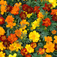 Sommerblumen-Saatteppich (x5) - Tapis de graines massif ensoleillé