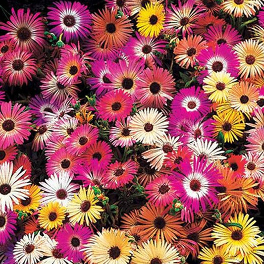 Sommerblumen-Saatteppich (x5) - Tapis de graines massif ensoleillé