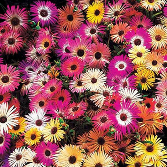 Sommerblumen-Saatteppich (x5) - Bakker