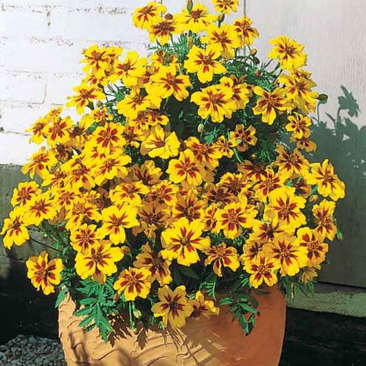 Ringelblume/Studentenblume - Bakker