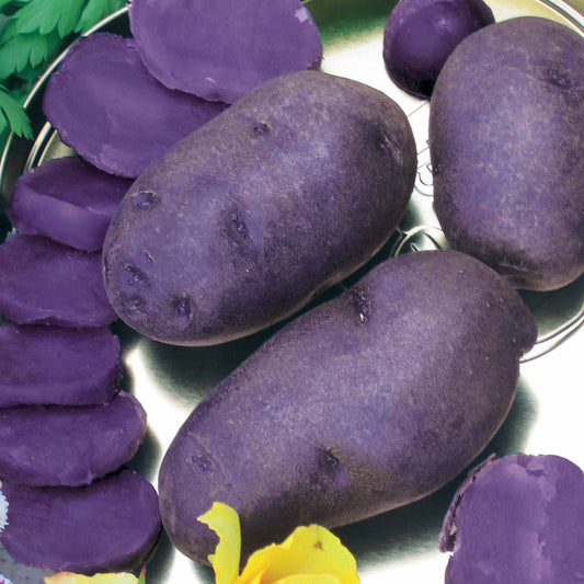 Kartoffel Bleue d'Artois ® - Solanum tuberosum bleue d'artois ® (bleue de la man - Gemüsegarten