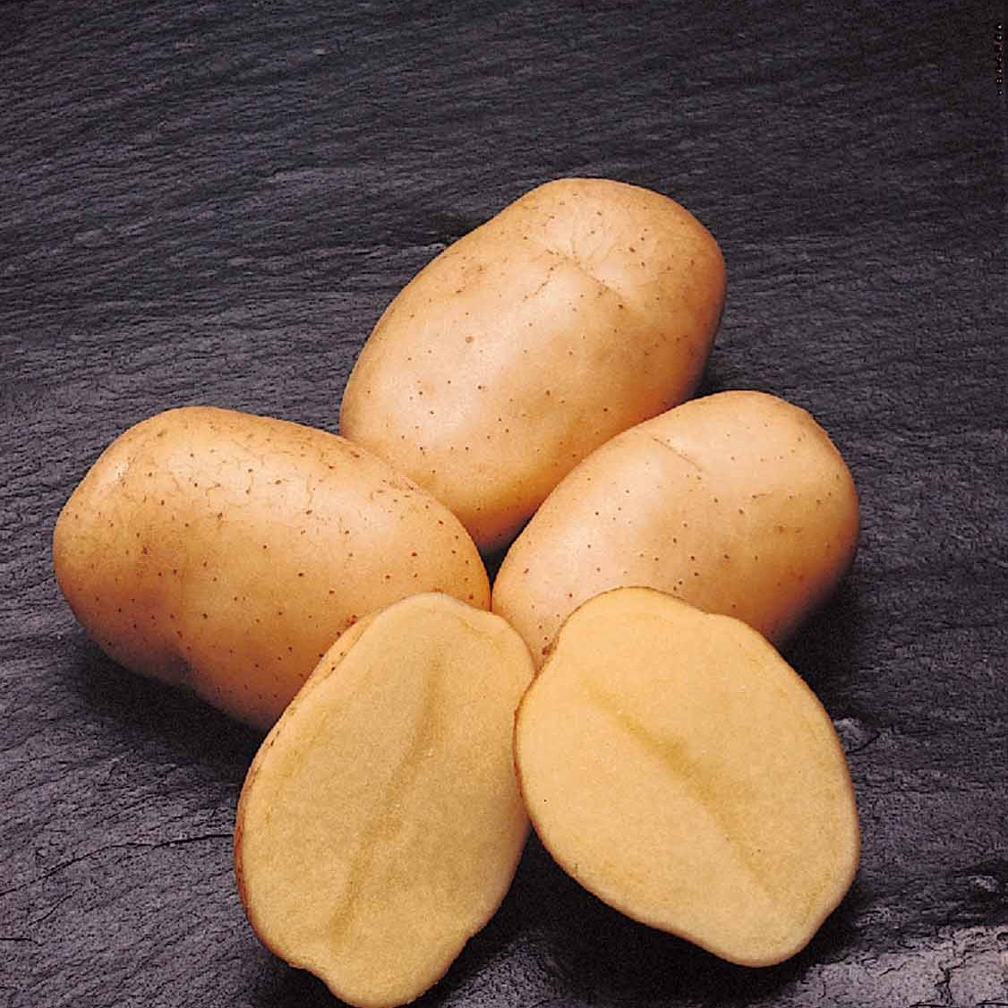Kartoffel Mona Lisa - Solanum tuberosum mona lisa - Gemüsegarten