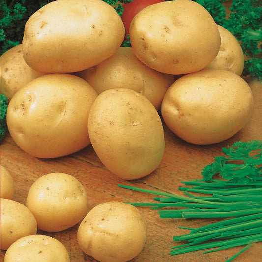Kartoffel Sirtema (x25) - Solanum tuberosum sirtema - Gemüsegarten