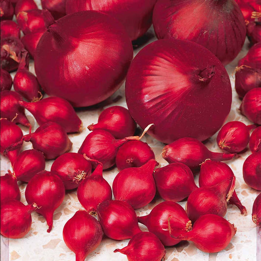 Zwiebel Red Baron - Allium cepa red baron - Gemüsegarten