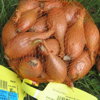 Allium ascalonicum jermor - Jermor Schalotte - Zwiebelzwiebeln