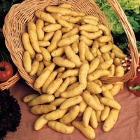 Kartoffel La Ratte (x25) - Solanum tuberosum ratte - Gemüsegarten