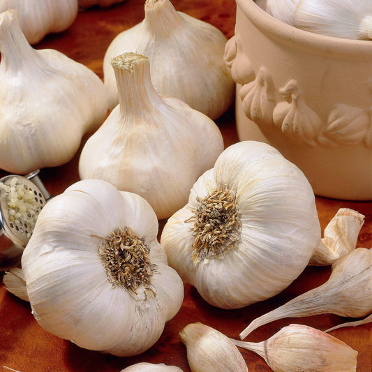 Knoblauch Messidrome - Bakker