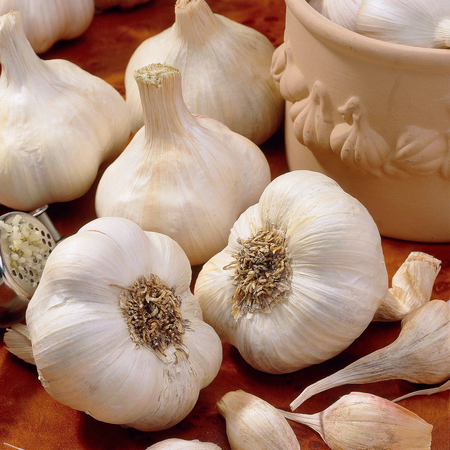 Allium sativum - Knoblauch