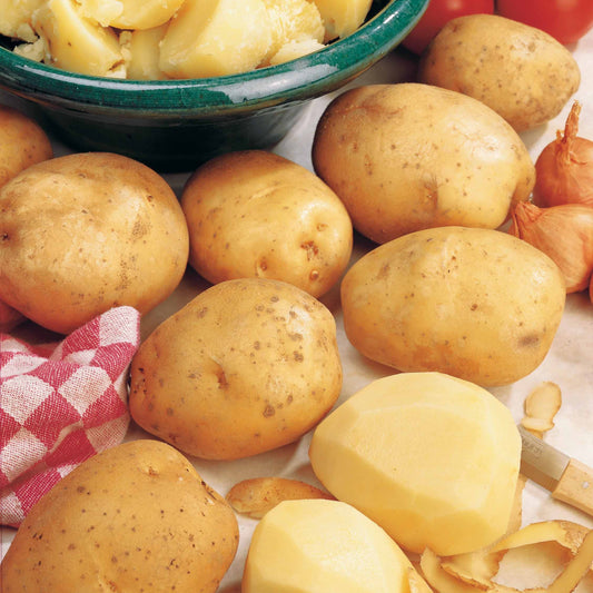 Kartoffel Bintje - Solanum tuberosum bintje - Gemüsegarten