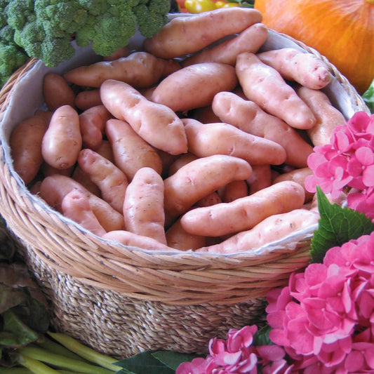 Kartoffel Horn von Gatte (Pink fir Apple) (x25) - Solanum tuberosum corne de gatte (pinkfir apple) - Gemüsegarten