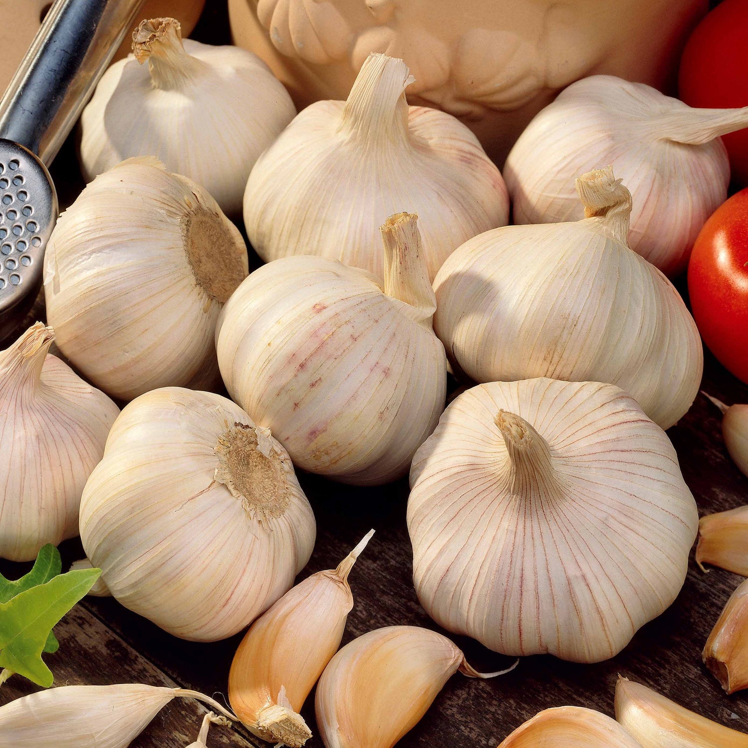 Allium sativum - Knoblauch