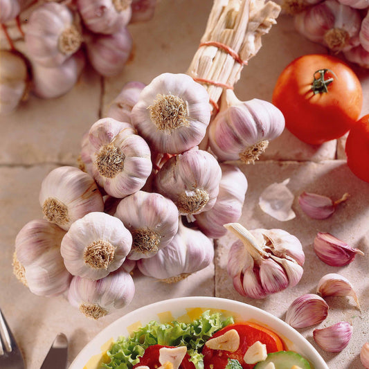 Violetter Knoblauch Germidour - Bakker