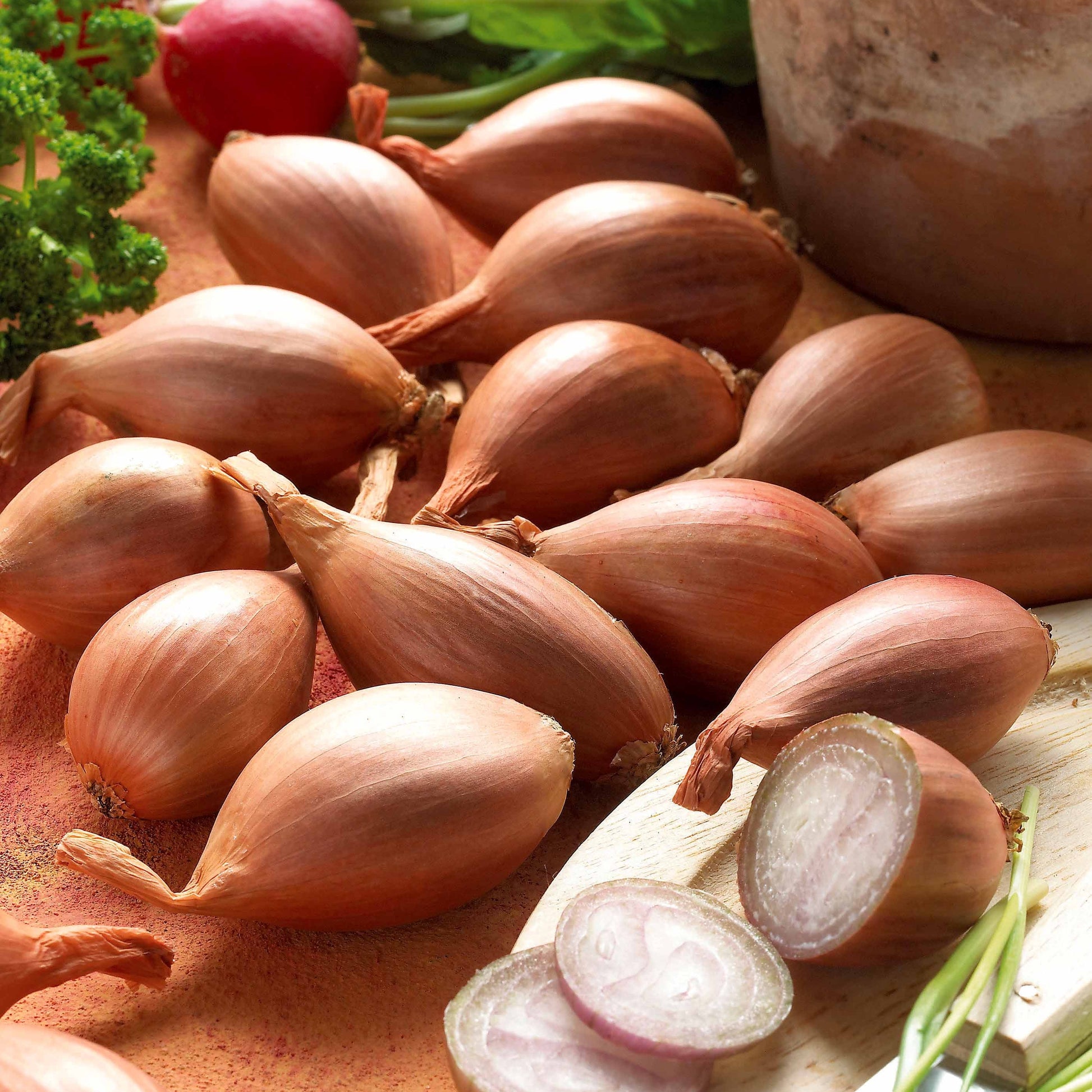 schalotten aufbewahren Blumenzwiebeln Griselle-Schalotten - Allium ascalonicum griselle