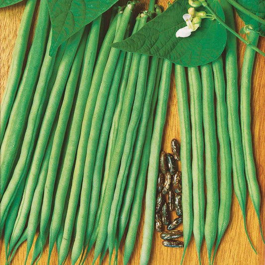 Gartenbohne Molière - Bakker