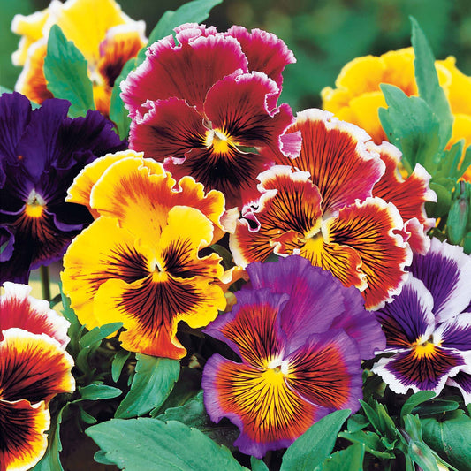 Stiefmütterchen Chalon - Bakker