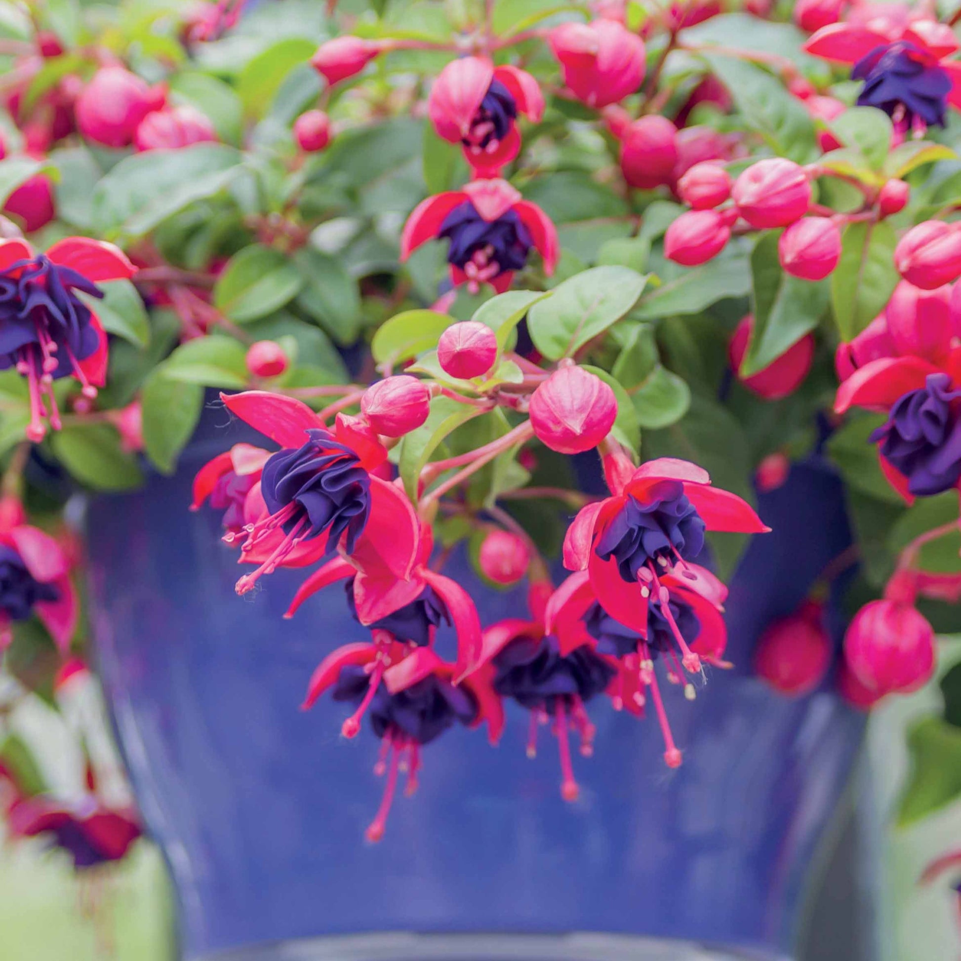 Hängende Fuchsien Dark Eyes (x3) - Fuchsia dark eyes