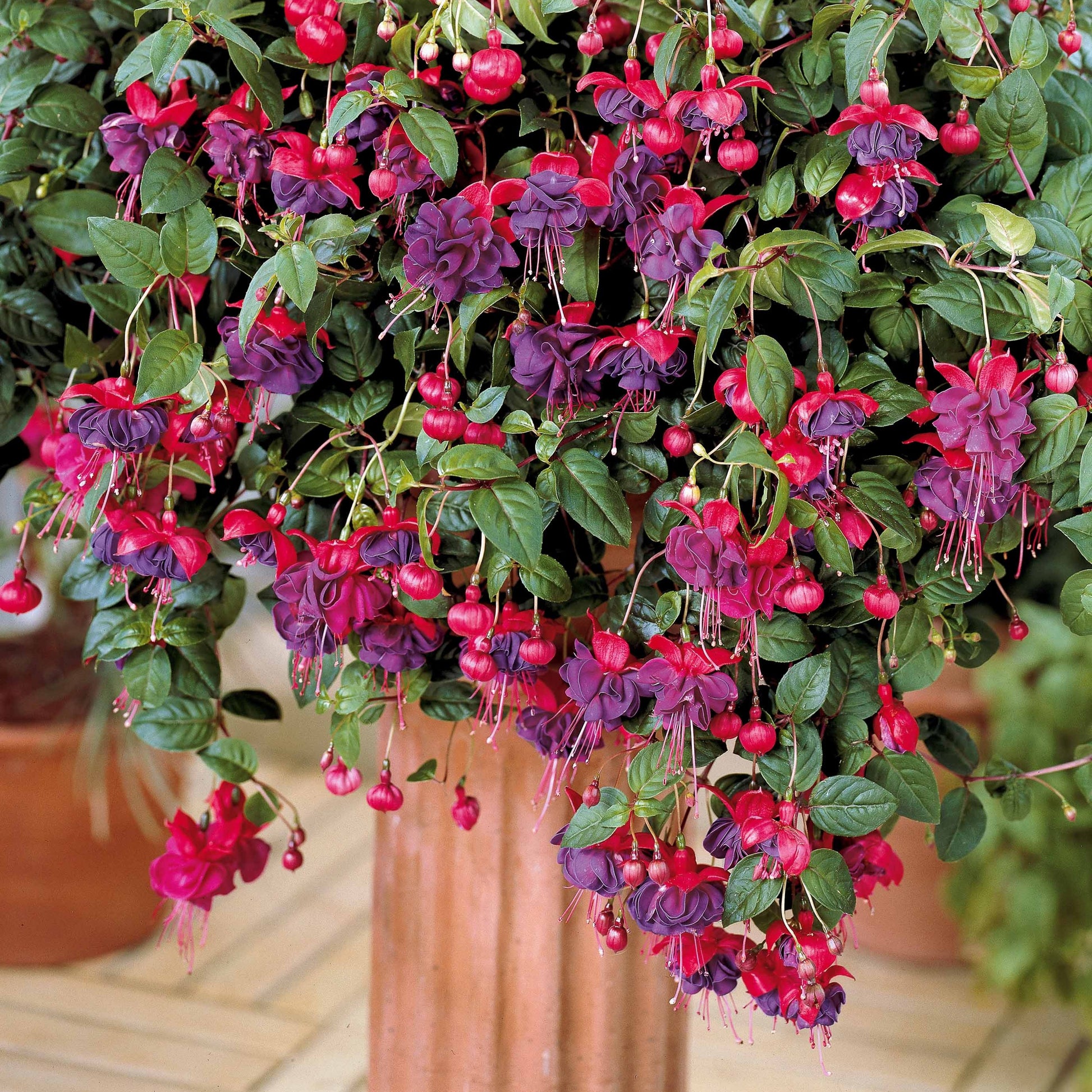 fuchsien im blumenkasten Hängende Fuchsien Dark Eyes (x3) - Fuchsia dark eyes
