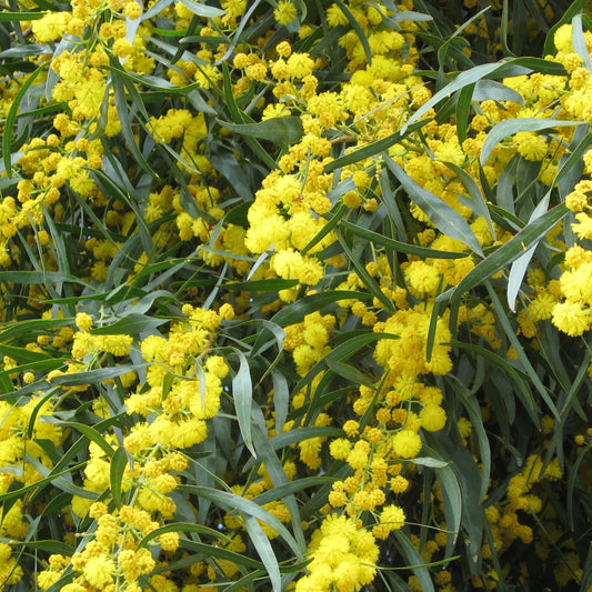 Mimose der vier Jahreszeiten - Acacia retinodes - Sträucher und Stauden