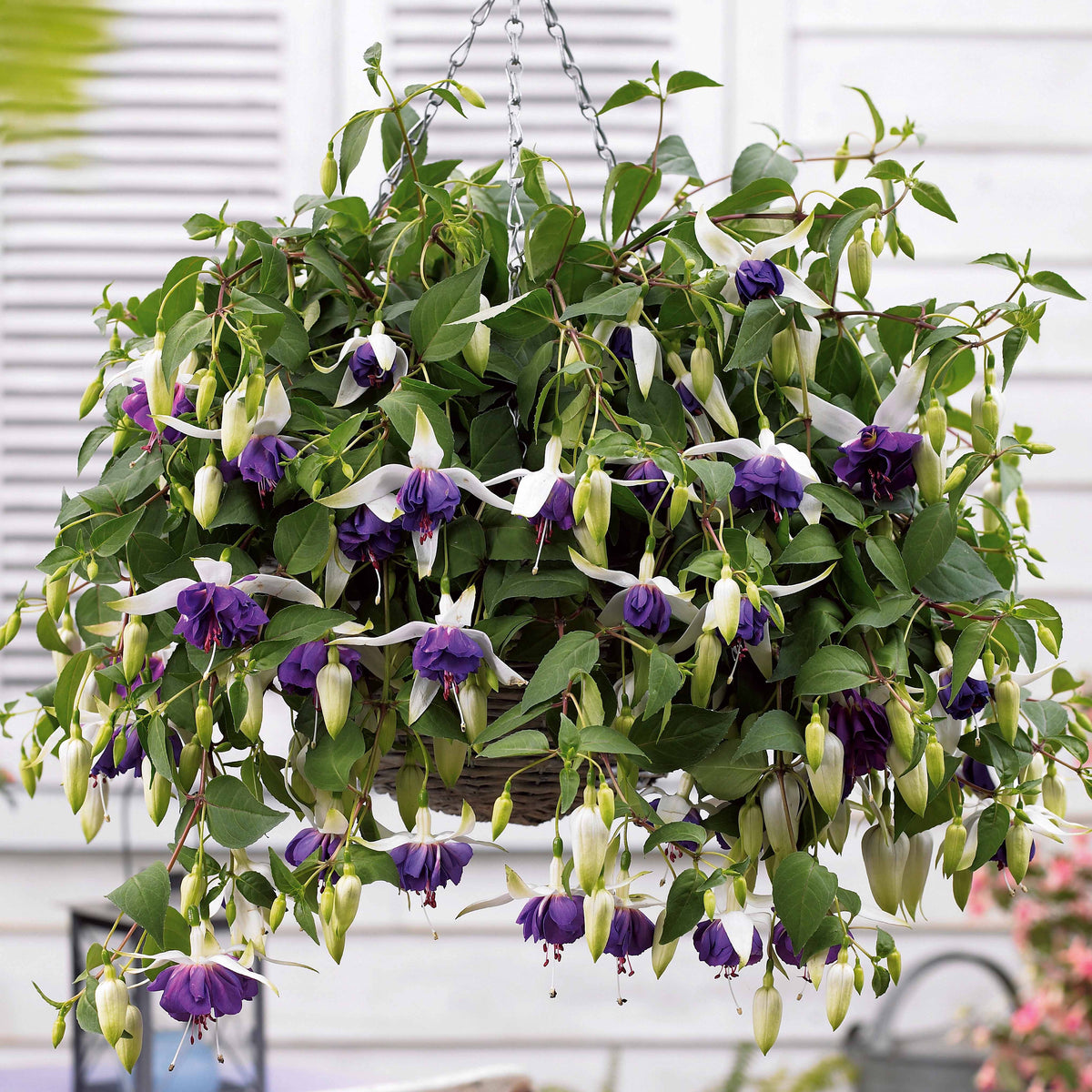Hängende Fuchsien Blue Angel (x3) - Bakker