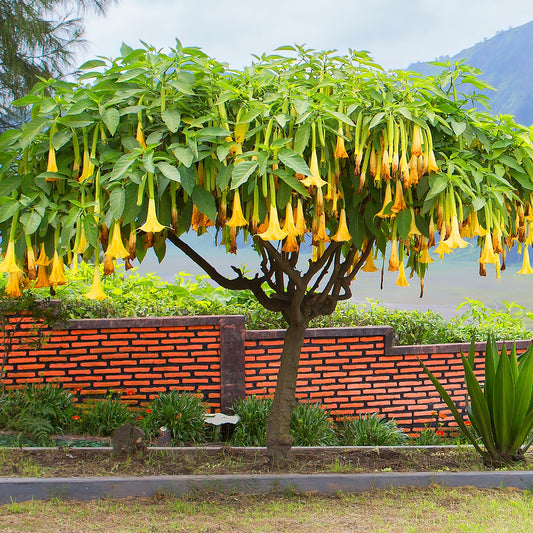 Brugmansia gelb - Brugmansia jaune