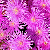 Mittagblume violett