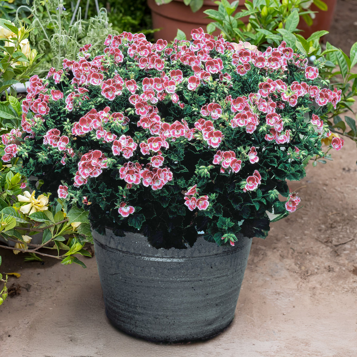 Geranien - Pelargonien - Duftgeranie Pansy (x3) - Pelargonium pansy
