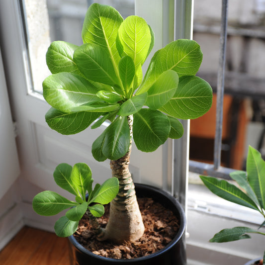 Hawaiipalme - Brighamia insignis kirsten - Zimmerpflanzen