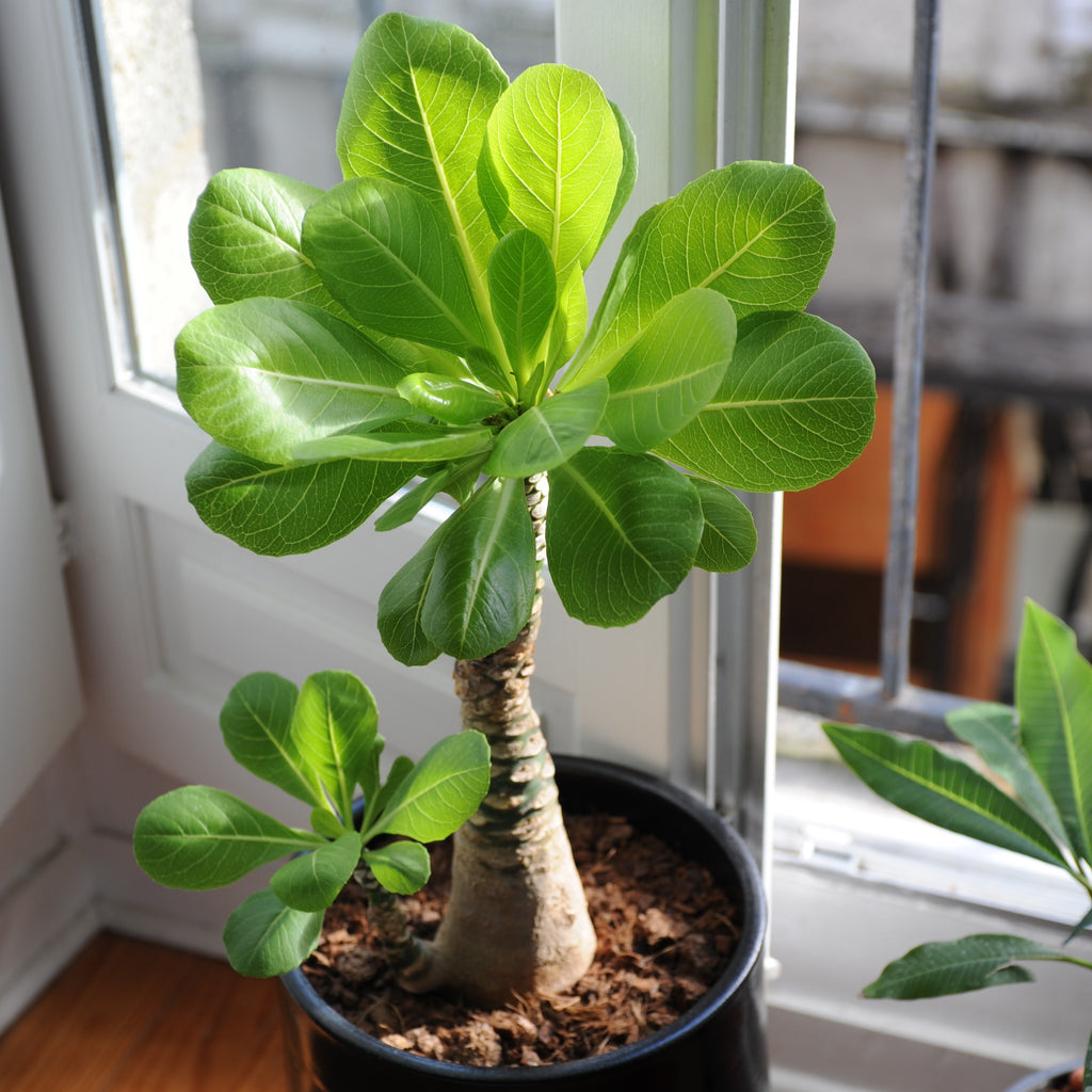 Hawaiipalme - Brighamia insignis kirsten