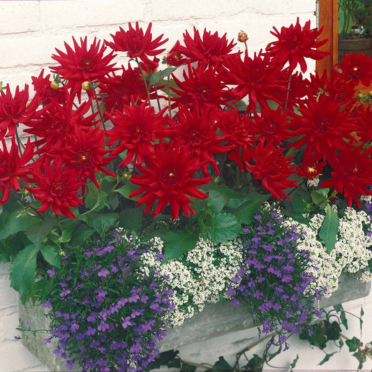 Dahlie Red Pigmy (x3) - Dahlia red pigmy - Blumenzwiebeln Sommerblüher