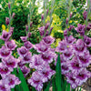Gladiolen Passos (x25) - Gladiolus passos - Blumenzwiebeln Sommerblüher