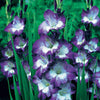 Gladiolen Nori (x25) - Gladiolus nori - Blumenzwiebeln