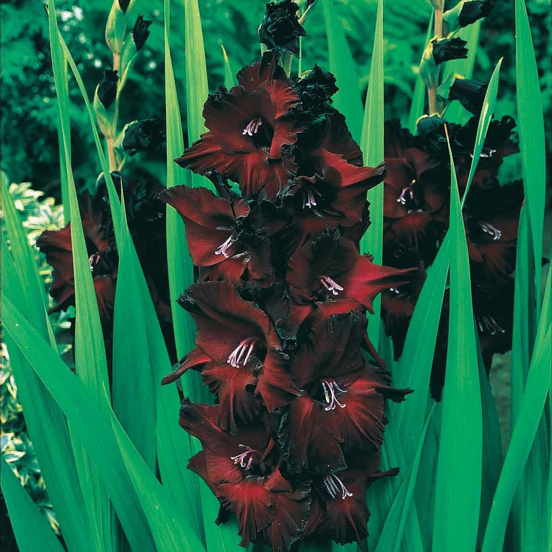Gladiolen Belle de Nuit (x25) - Gladiolus belle de nuit - Blumenzwiebeln