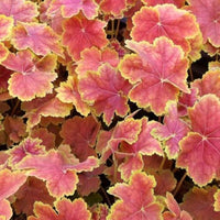 Heuchera Tiramisu