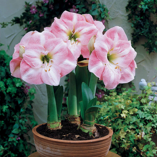 Amaryllis Angelique - Amaryllis angelique - Blumenzwiebeln