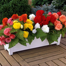 Begonien Mischung Non Stop (gelb, rot, rosa, weiß) (x16) - Bakker