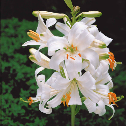 Madonnenlilien (x2) - Lilium candidum - Blumenzwiebeln