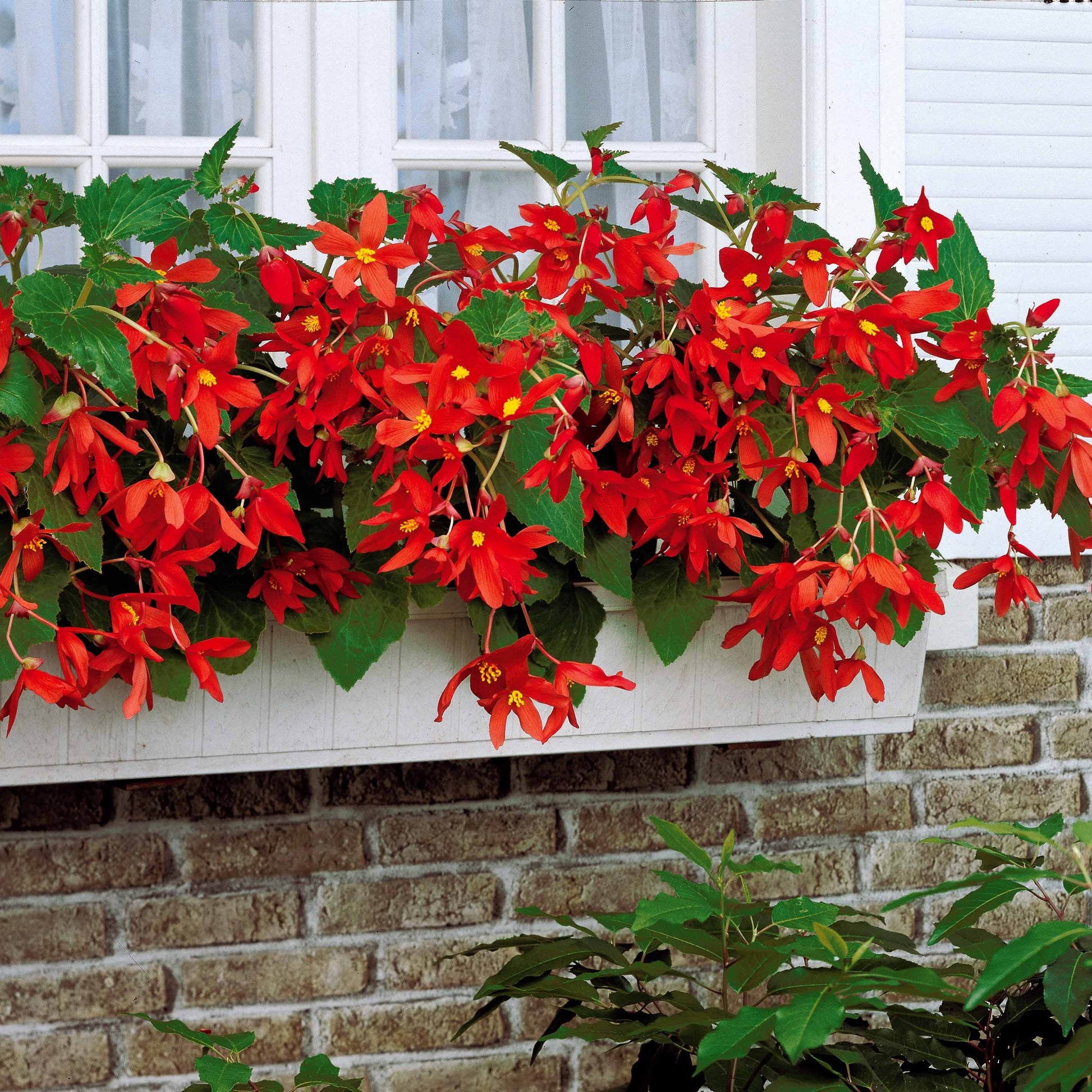 Blumenzwiebeln Begonie Tanais (x2) - Begonia bertinii tanaïs