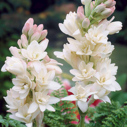 Tuberose The Pearl (x3) - Polianthes tuberosa the pearl - Blumenzwiebeln