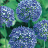 Enzianlauch (x20) - Allium azureum - Blumenzwiebeln Frühlingsblüher