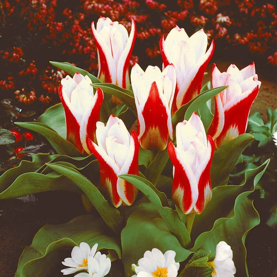 Tulpen Ancilla (x10) - Tulipa kaufmanniana ancilla - Blumenzwiebeln