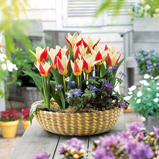 Tulpen Ancilla (x10) - Tulipa kaufmanniana ancilla - Blumenzwiebeln Frühlingsblüher